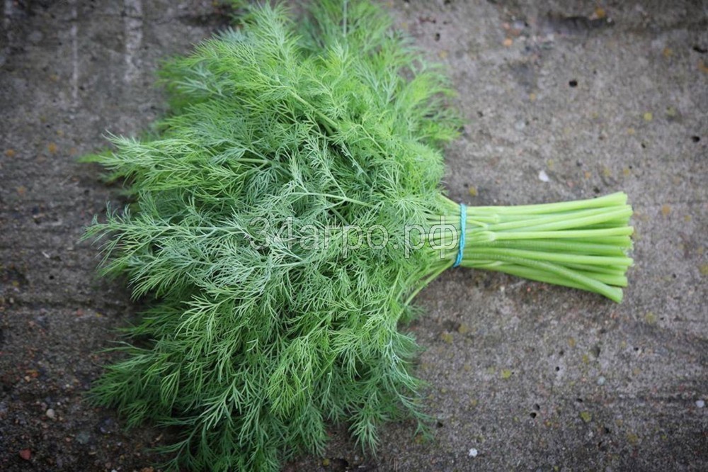 Укроп Супер Дукат 100 гр.