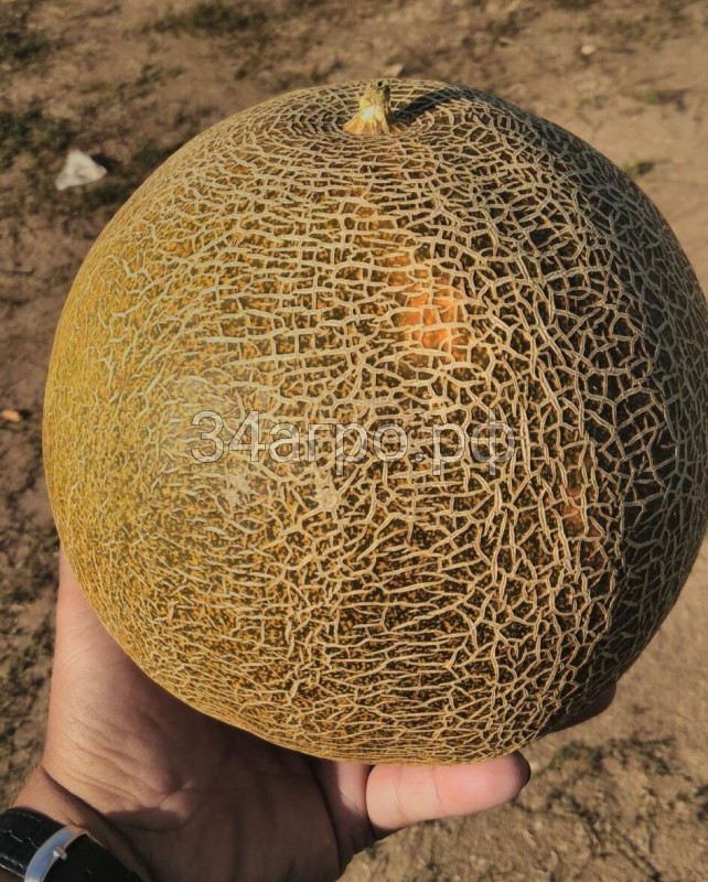 Дыня Славия 100 гр.