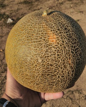 Дыня Славия 20 гр.