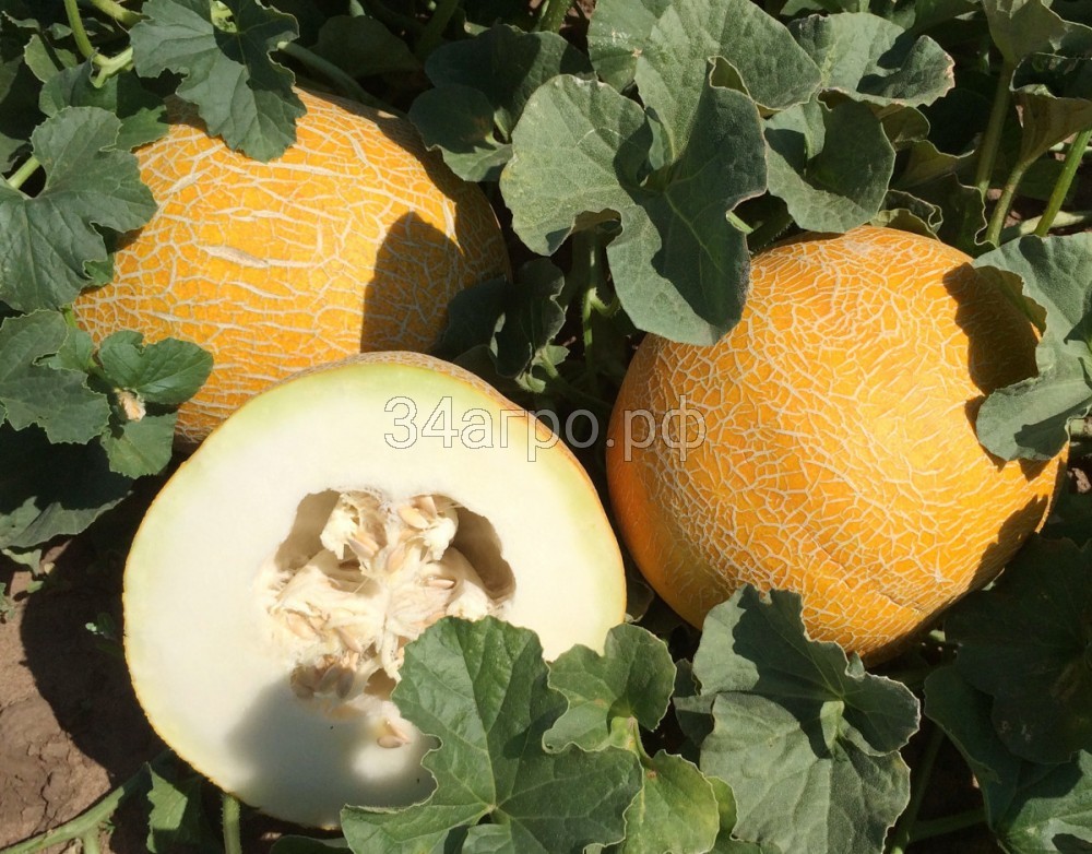 Дыня Фортуна 500 гр.