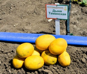 Дыня Таманская 20 гр.