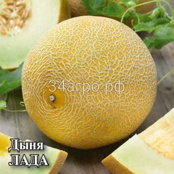 Дыня Лада 20 гр.