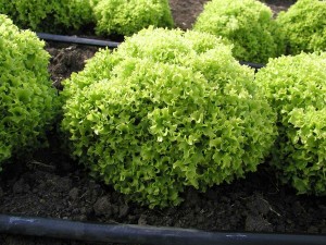 Салат листовой Лолло Бионда 500 гр.