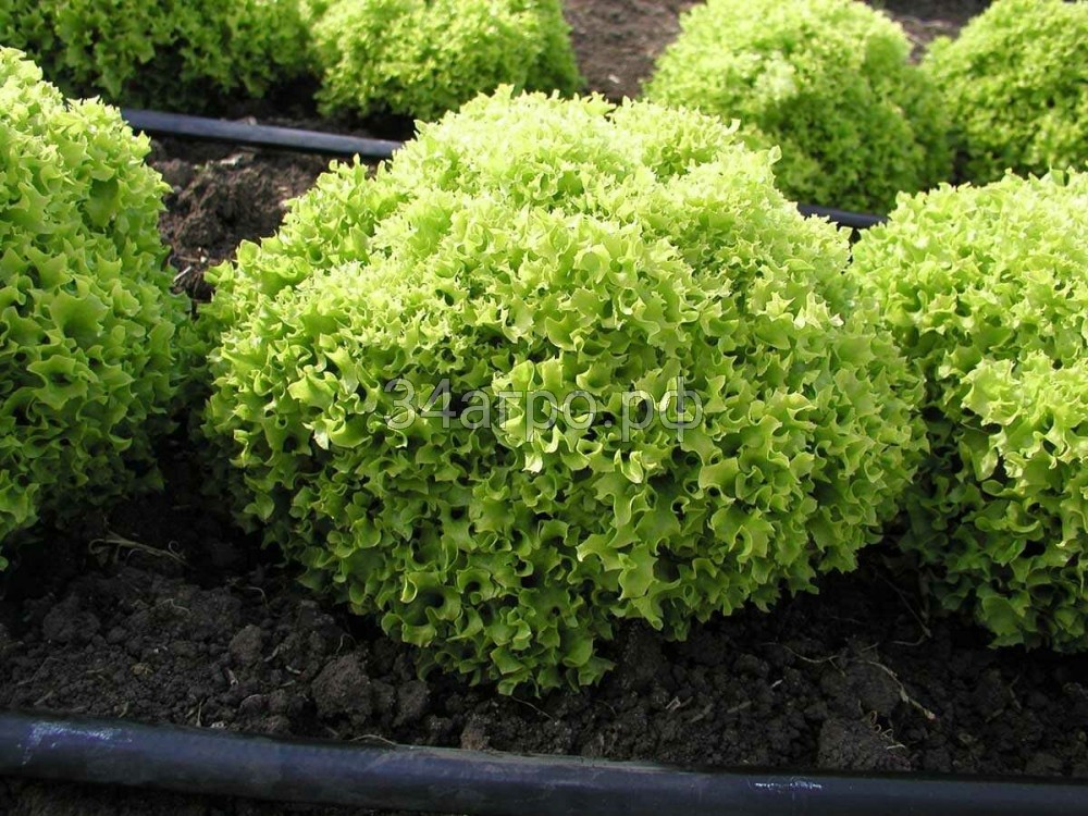 Салат листовой Лолло Бионда 500 гр.