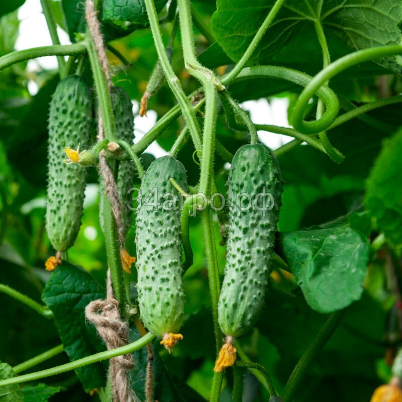 Огурец Кардинал F1 500 семян