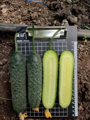 Огурец Кардинал F1 100 семян