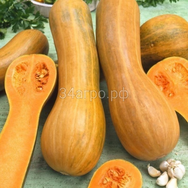 Тыква мускатная Арабатская 50 гр.