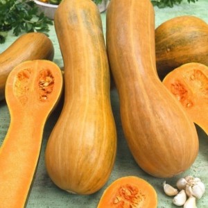 Тыква мускатная Арабатская 20 гр.