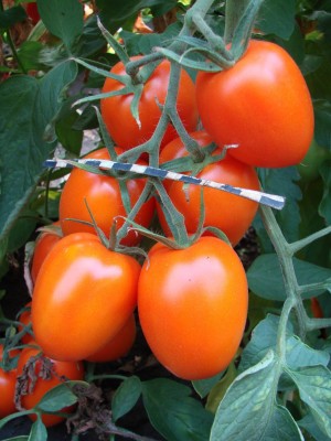 Томат Стеша F1 1 гр.