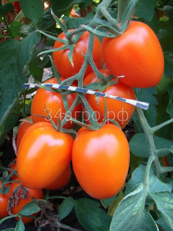 Томат Стеша F1 1 гр.