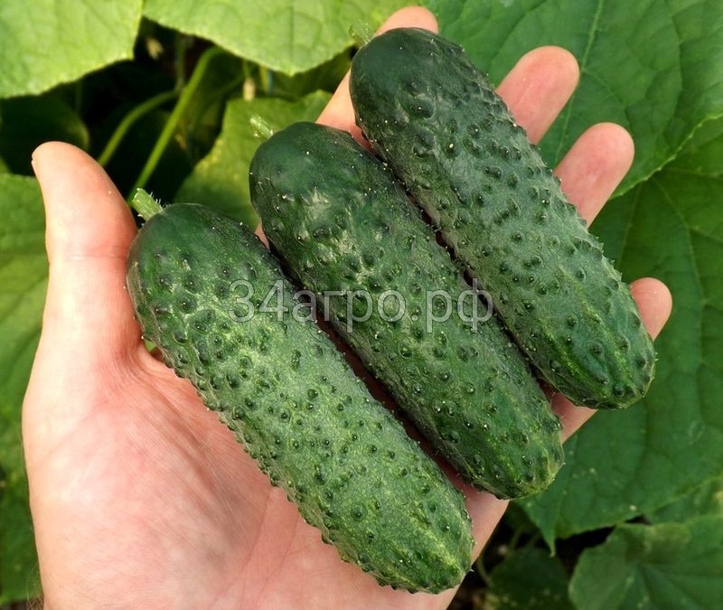 Огурец Каракор F1 (ОМ-6) 10 гр.