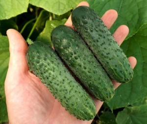 Огурец Каракор F1 (ОМ-6) 10 гр.