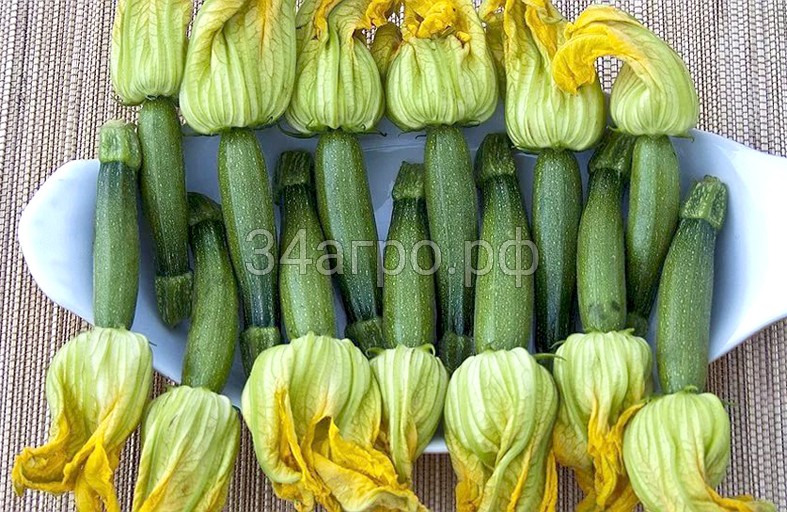 Кабачок (мини с цветком) Булус F1 100 семян