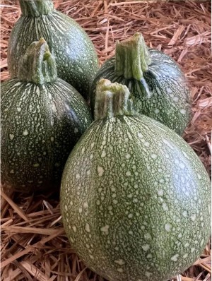 Кабачок (круглый тёмно-зеленый) Мариса F1 250 семян