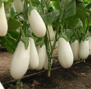 Баклажан Уайт F1 50 семян