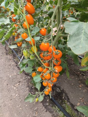 Томат KS 97 F1 250 семян