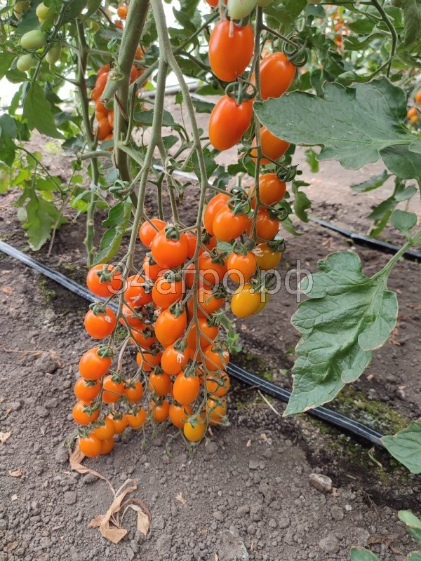 Томат KS 97 F1 100 семян