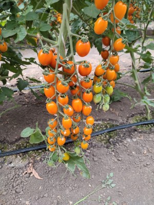 Томат KS 97 F1 100 семян