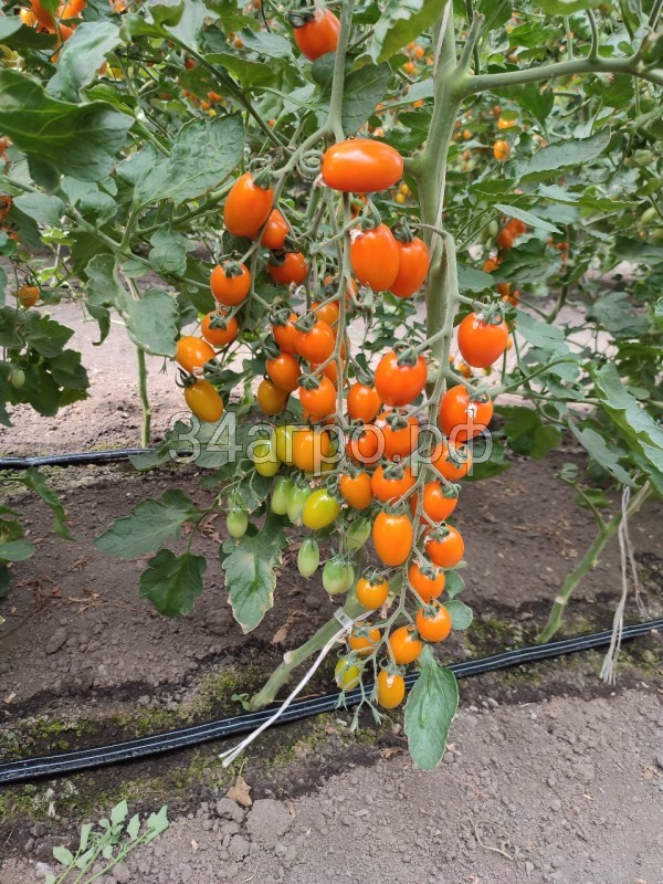 Томат KS 97 F1 50 семян