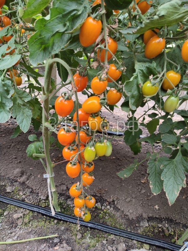 Томат KS 97 F1 50 семян