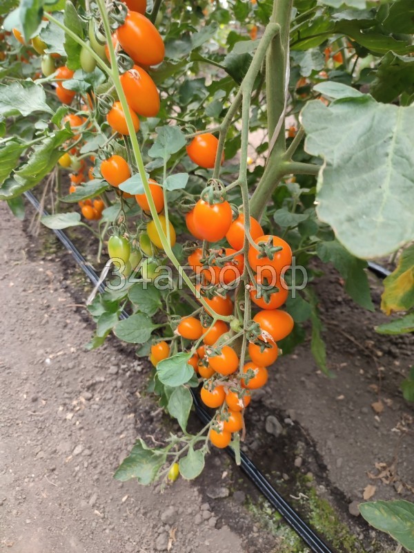 Томат KS 97 F1 50 семян