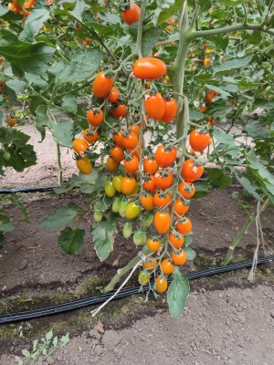 Томат KS 97 F1 50 семян