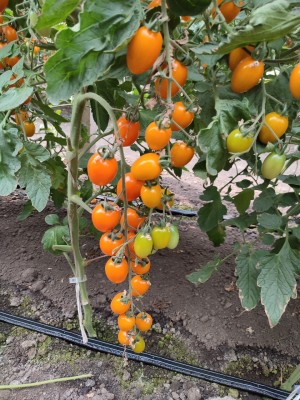 Томат KS 97 F1 50 семян