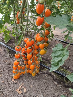 Томат KS 97 F1 25 семян