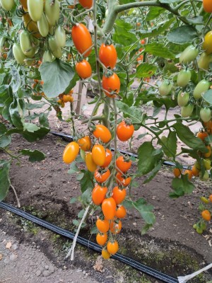 Томат KS 97 F1 25 семян