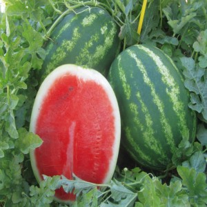 Арбуз Визирь F1 100 семян