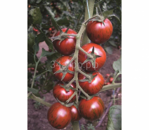 Томат Тайгер F1 50 семян