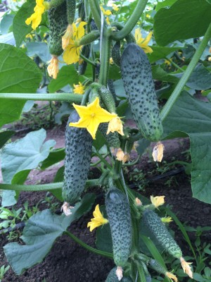 Огурец Лютояр F1 10 семян