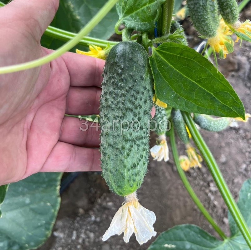 Огурец Янычар F1 100 семян