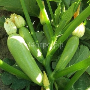 Кабачок Арал F1 10 семян