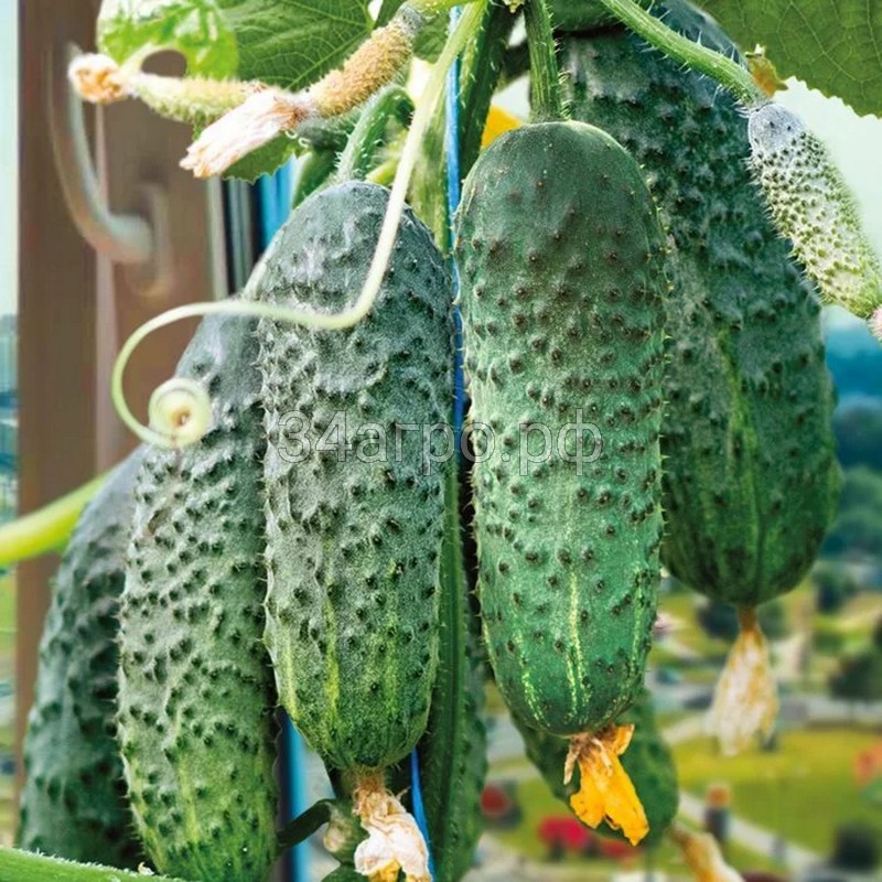 Огурец Солон F1 25 семян