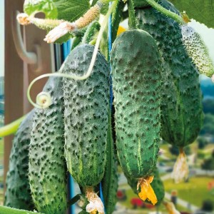 Огурец Солон F1 25 семян