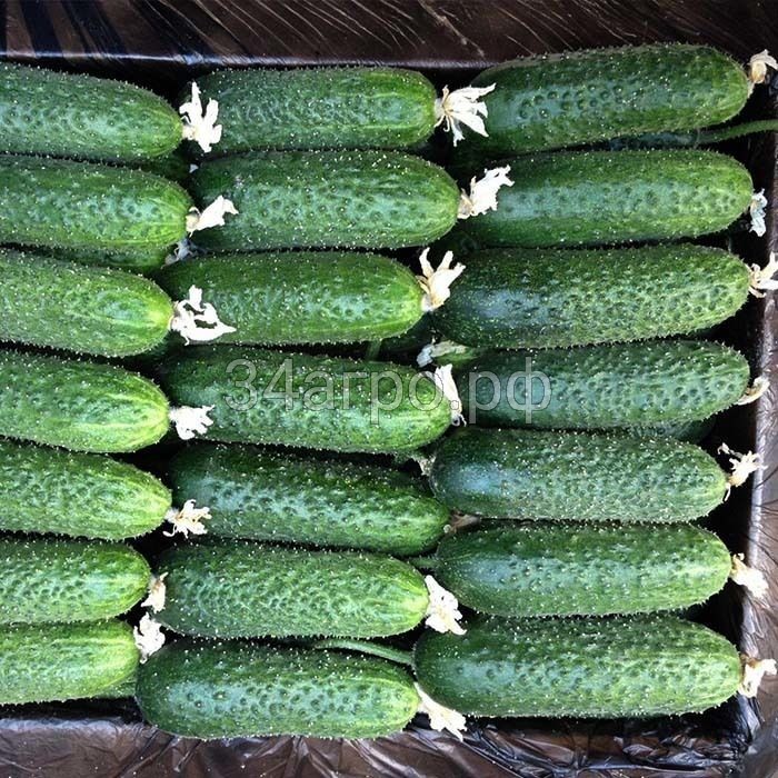 Огурец Крисфилд F1 1000 семян