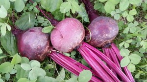 Свекла Детройт 100 гр.