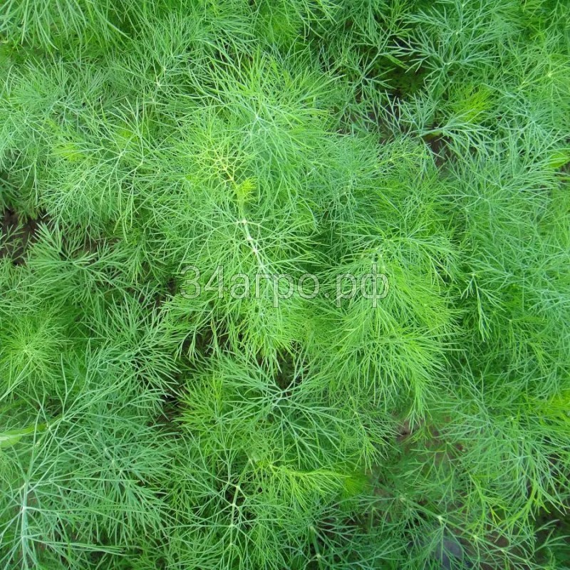 Укроп Узоры 1 кг