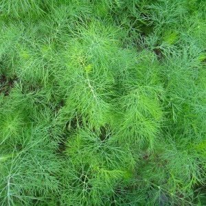 Укроп Узоры 50 гр.