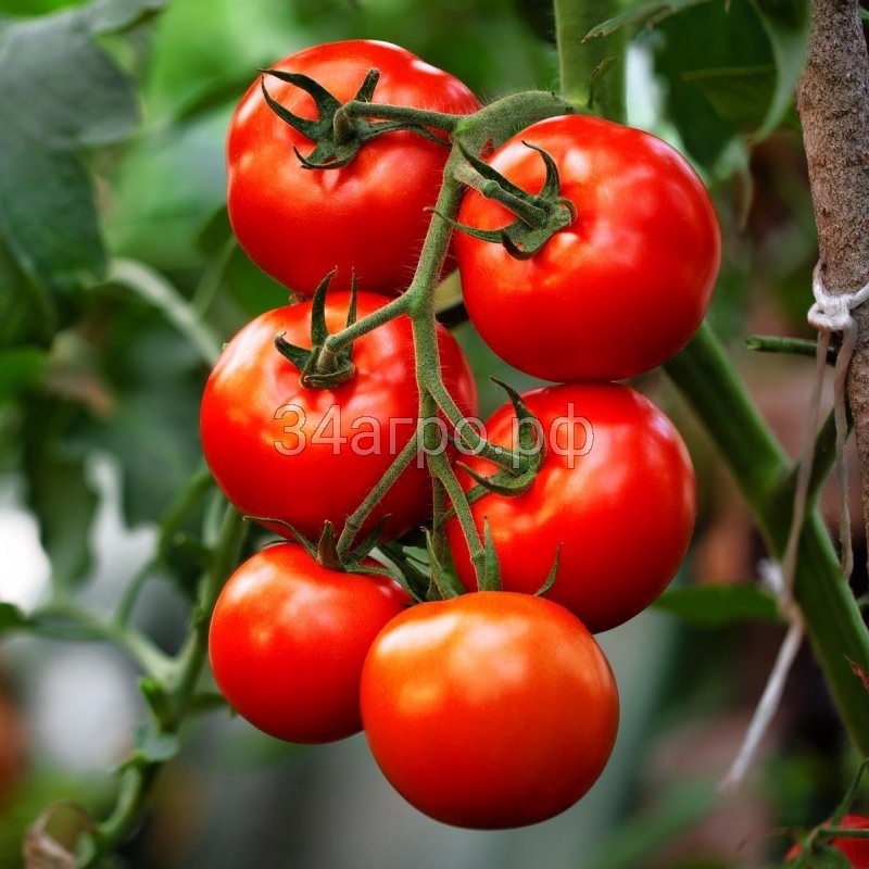 Томат Барито F1 10 семян