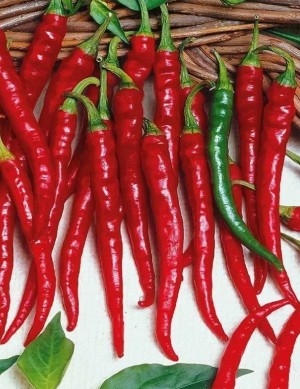 Перец острый Кайзер F1 100 семян