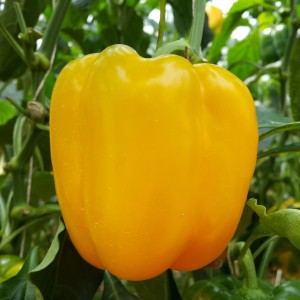 Перец сладкий Ченака F1 25 семян