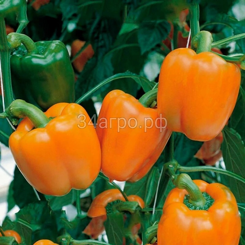 Перец сладкий Сенека F1 10 семян