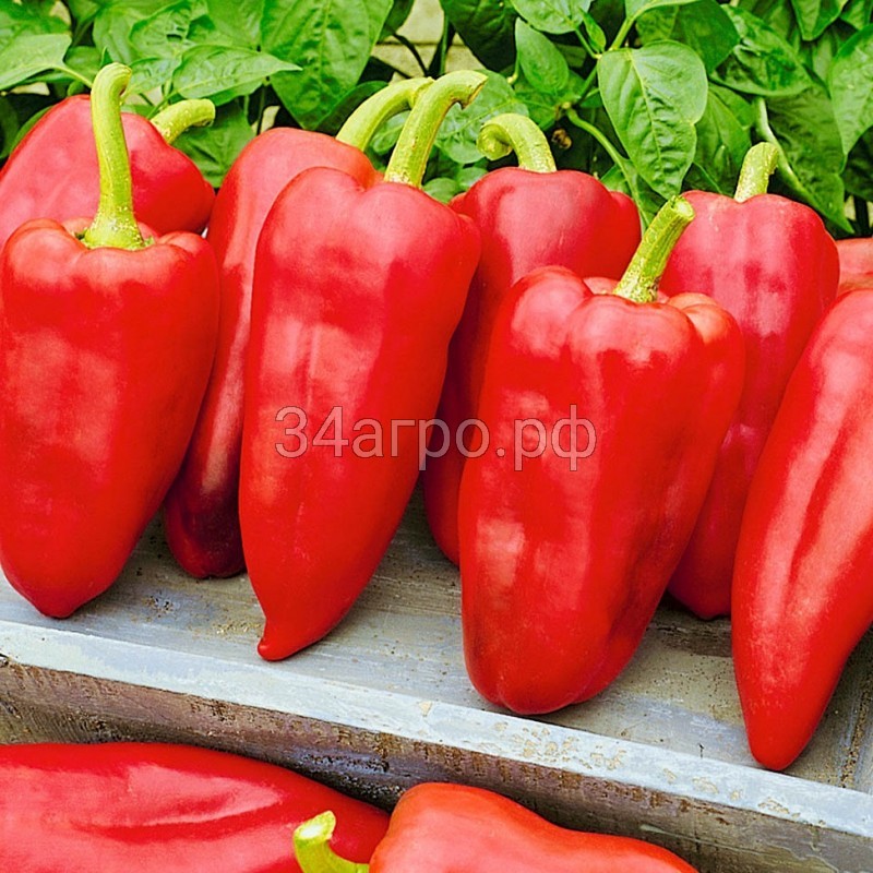 Перец сладкий Ламика F1 25 семян