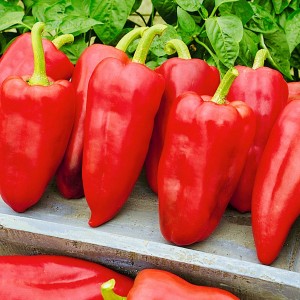 Перец сладкий Ламика F1 10 семян