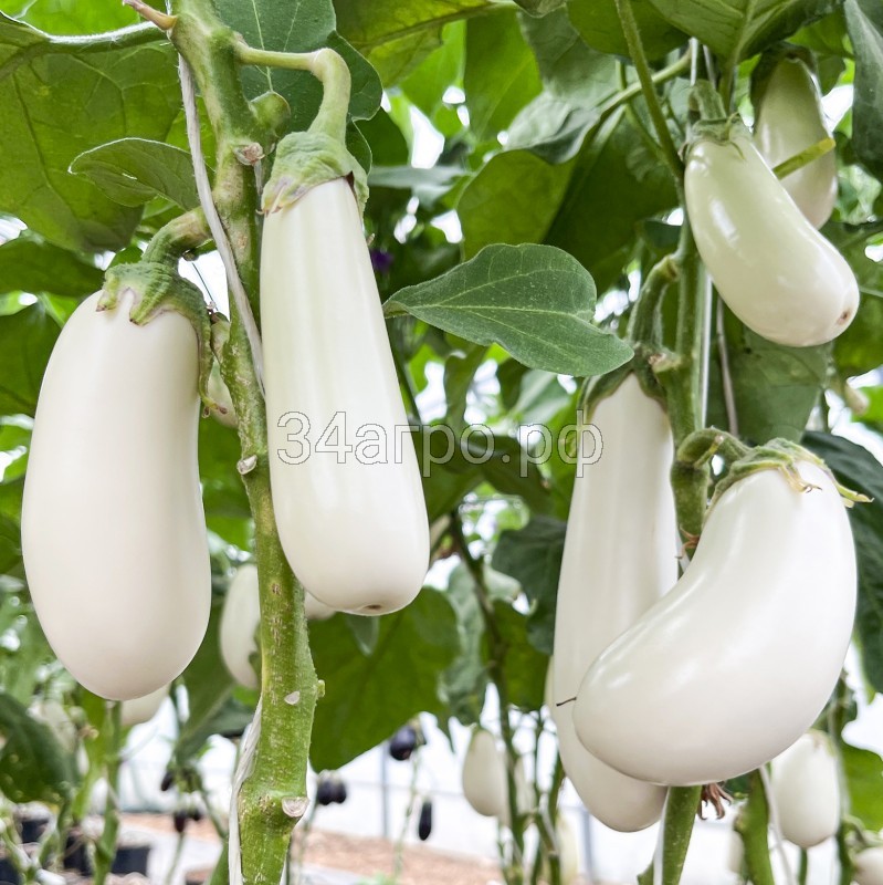 Баклажан Гузан F1 (Белый) 50 семян