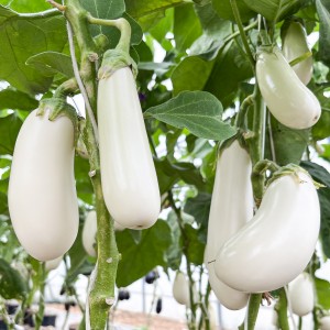 Баклажан Гузан F1 (Белый) 25 семян
