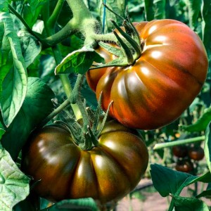 Томат Мулана F1 500 семян