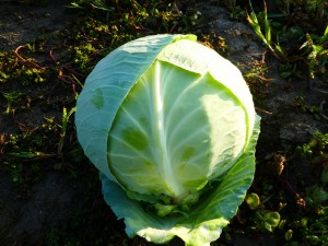 Капуста белокочанная KS 60 F1 2500 семян